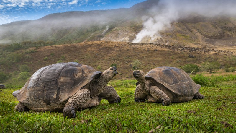 甜蜜的火山家园阿尔塞多火山象龟, 伊莎贝拉岛, 加拉帕戈斯群岛，厄瓜多尔 (© Tui De Roy/Minden Pictures)