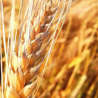 Агро Чат (Зерно/Покупка/Продажа) Telegram Group Link