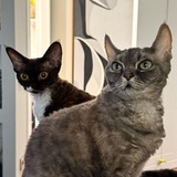 Green room. Пикси, Зои и зеленая комната🌱🐈‍⬛🐈‍⬛