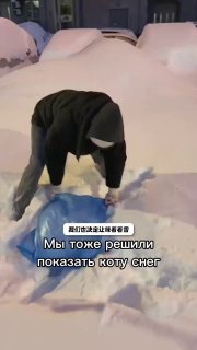 铲屎的努努力，咱咪就能在家玩上雪了 ❄️ source