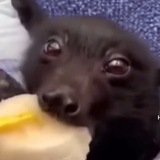 Дольфилэнд