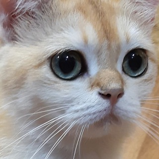 Beautiful cats of Russia. British & Scottish (for sale) Telegram Group Link