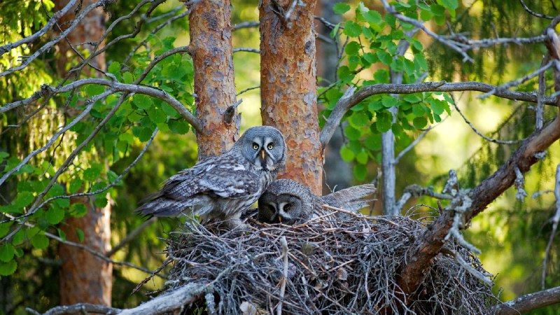 Whooo's home?Great gray owls in their nest, Finland (© imageBROKER.com/Alamy)