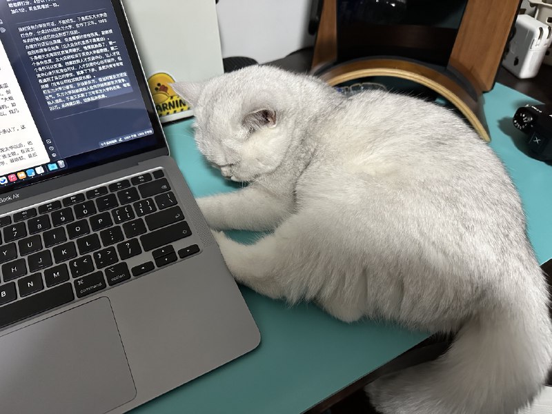 我在看书，猫过来把矿泉水瓶打翻，枕着水瓶开始睡觉