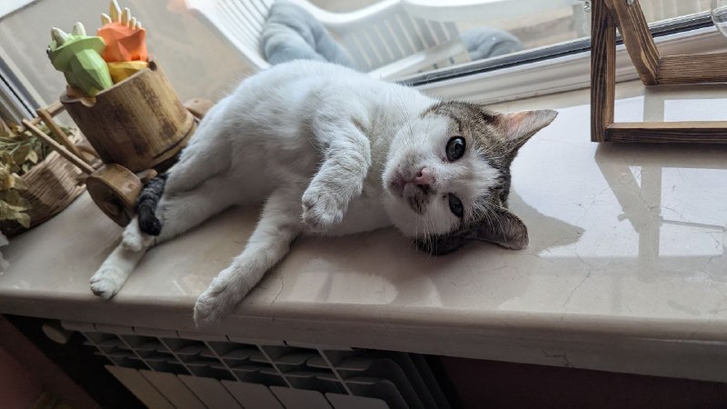 Цветик и Петровича спасли из ужасающих условий (если говорить мягко, им было нечего есть и некуда хо — фото 1