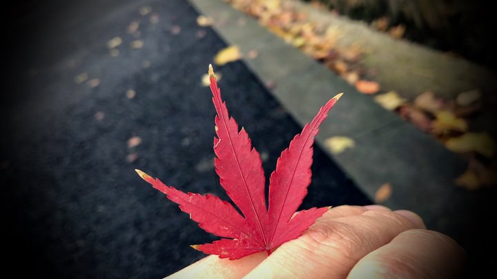 秋醉金陵，再看南京