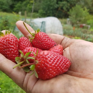 Cultiva Tu Huerto - Huertina De Toni Telegram Group Link