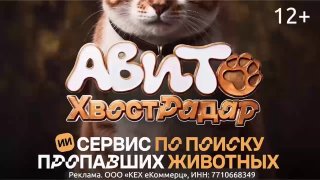 Авито запустил бесплатный сервис "ХвостРадар" для поиска пропавших животных. Это первый в мире “умный” сервис для поиска кошечек, собачек и других друзей человека. Он основан на запатентованной технологии, работающей на базе ИИ и компьютерного зрения. Сист