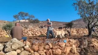 חלק מהסתערות המתנחלים על אזור שעב אל-לוז בכפר אל-מוג'יר, צפונית מזרחית לרמאללה.