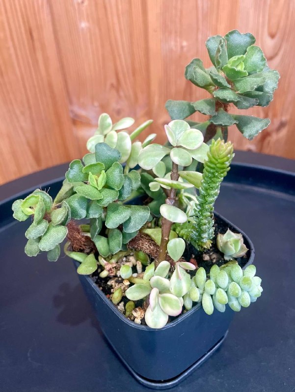 Суккулентики, разные в композиции, 15 лар. Домашнее растение. Неприхотливое — фото 1