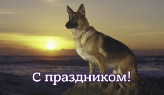 Сегодня отмечается Международный день собакОн не имеет официального статуса, но это не мешает собаководам, кинологам и всем любителям четвероногих питомцев праздновать его, начиная с 2012 года.Хвастайтесь своими басями в комментариях 👇