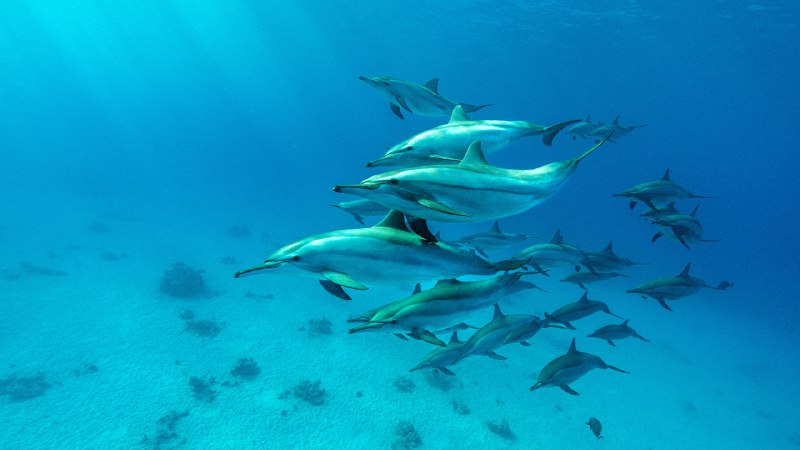 Swim wild, swim freeSpinner dolphin pod in the Red Sea, Marsa Alam, Egypt (© Franco Banfi/Nature Picture Library)