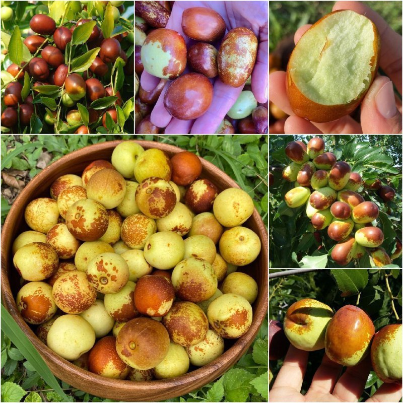 🌱 Forosh.nahal 🌱: 🌱 نهال #عناب وارداتی.🌱 سن 2 ساله و 3 ساله.🌱 اردهی: فصل اول🌱 مقاوم به سرما و گرمای شدید، کم آبی و خاک شور🌱 قابل کشت در تم