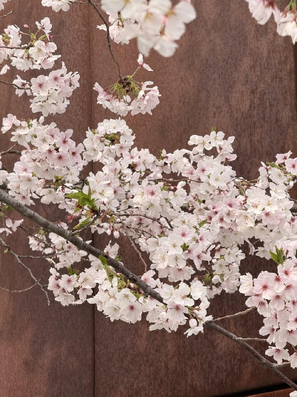 上海西岸的樱花林manner coffee 实在太高级了上海西岸的樱花林manner coffee 实在太高级了