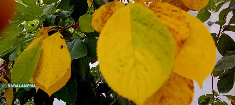 سبلان ما: 🍂🍁پاییز زودهنگام درختان گیلاس مشگین‌شهر 🍂🔸مرداد ماه ۱۴۰۵🔹ارسالی از جعفر نجف اوغلی📩 ارتباط با ما: @Sabalanema_Admin✊🇮🇷✌️ 