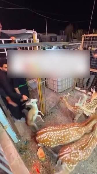 mahsa: کارد بخوره تو شکم اربعین زاده هاالان دیگه نگران آهو های خارک نیستن