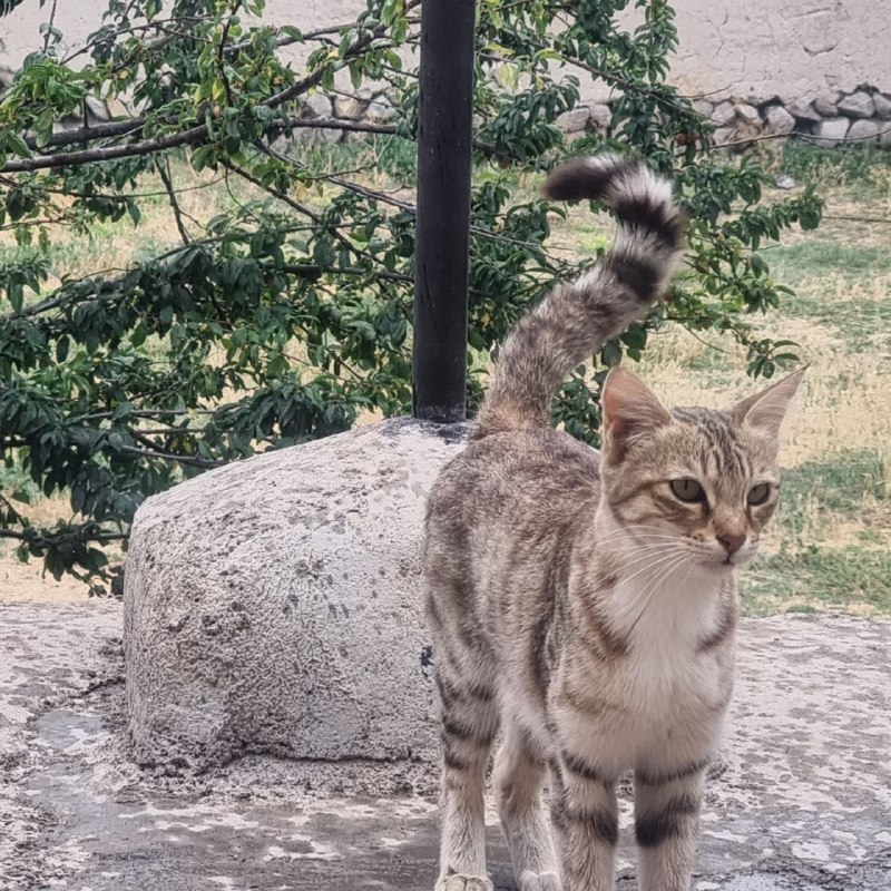 قره شیران کانال رسمی: ســلام به این روز زیبا خوش آمدید روزتون پر از عشق و محبت🌸🍃پر از موفقيت و سرافرازیپر از صلح و سازشپر از دوستی و مهربانیپر