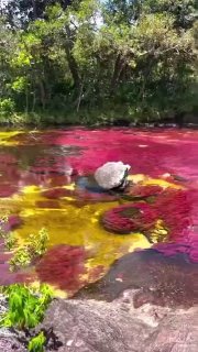 Caño Cristales is a Colombian river commonly called the "River of Five Colors"The water is crystal clear and you can see colourful aquatic plants on the river bed which are called Macarenia clavigera.Did you know? 🎓