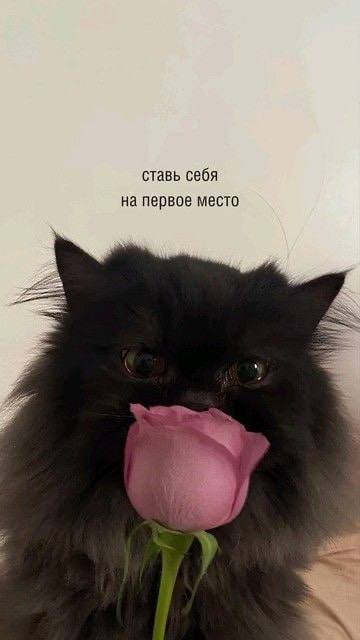 Забирайте послание на день если отправишь своей любимке Я В ДОМИКЕ Please open Telegram to view this post VIEW IN TELEGRAM - изображение 5 - telegram, view, забирайте