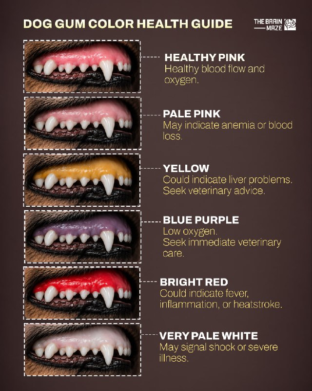 Your dog’s gum color can offer important clues about their overall health.