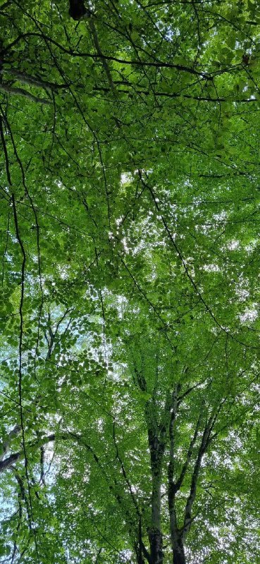 نبض نفت: ﷽✨لاالهالاالله الملک الحق المبین✨خدایی جز خدای یگانه شایسته پرستش نیست. خدایی كه وجودش پایدار و آشكار است.🌱🌸 سلام صبح