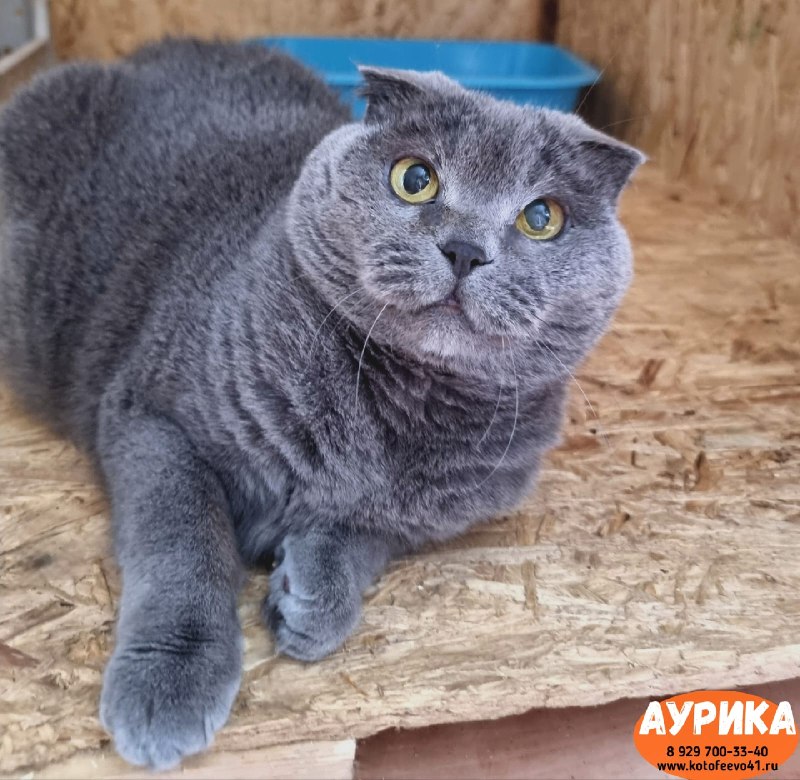 Кошечка *Аурика*
Очаровательная представительница...