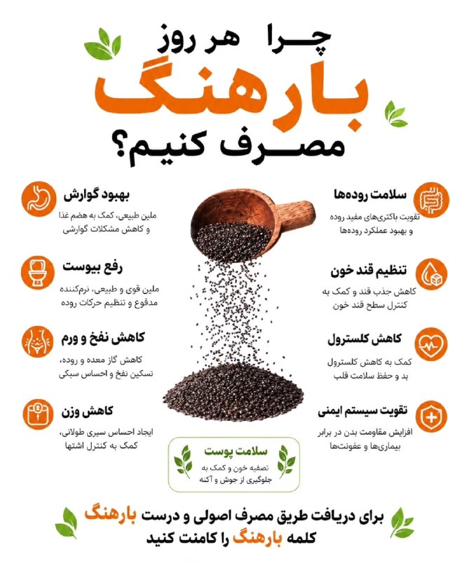 مرکز بهداشت کشوری: ☑️معجزه کوچک طبیعت؛ چرا باید بارهنگ را در روتین روزانه خود جای دهیم؟✔بارهنگ (Plantago major) یکی از ارزشمندترین گیاهان