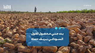 Peanut harvest has begun in Hama's countryside, with good production expectations.