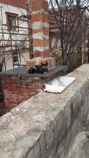 В соцсетях завирусилось видео с необычным турецким котом.Какое имя вы бы ему дали?