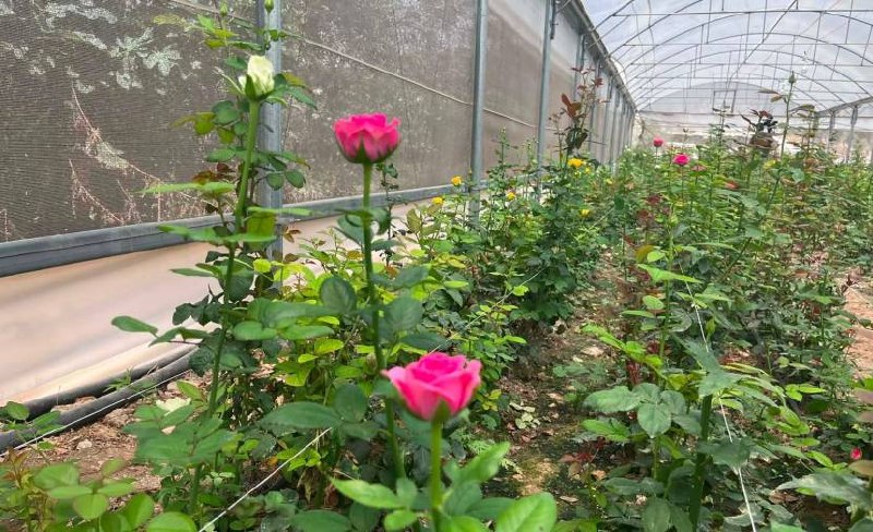 רשת חדשות ירושלים