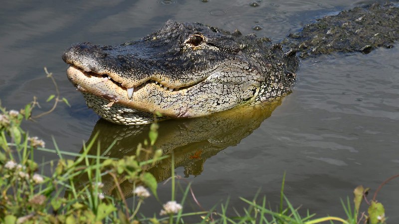 Alligator fatally attacked woman at Lake Kissimmee, Florida officials say