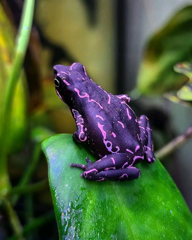 National Geographic farsi: رنگ بنفش بینظیر این وزغ گلماسه 🐸 harlequin toad که بهش وزغ جلف هم میگن🤭😍 📷 Nick Stacey🌏 | @NationalGeographicFarsi