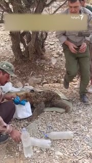 פרשד רוחי, צלם חיות בר, פרסם סרטון של חילוץ גור דובים צמא וכחוש בקצה כפר.