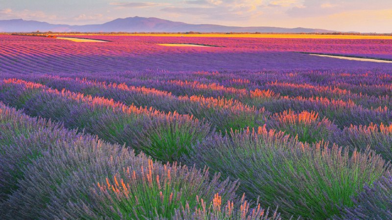 Fragrant horizonsLavender fields in Plateau de Valensole, France (© zpagistock/Getty Images)