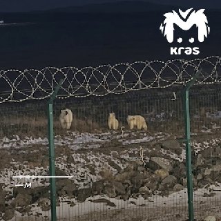 עובד שהותקף על ידי דוב קוטב בטימיר סיפר על מה שקרה. לדברי דמיטרי, הוא לא ניסה לצלם את הטורף, כפי שהם כותבים…