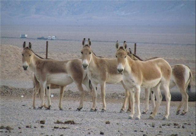 اخبار فارس: ♦️ گور ایرانی در حال گسترش قلمرو🔹 گور ایرانی پس از سال‌ها دوری از برخی زیستگاه‌های کشور، حالا نه فقط در مسیر افزایش جمعی