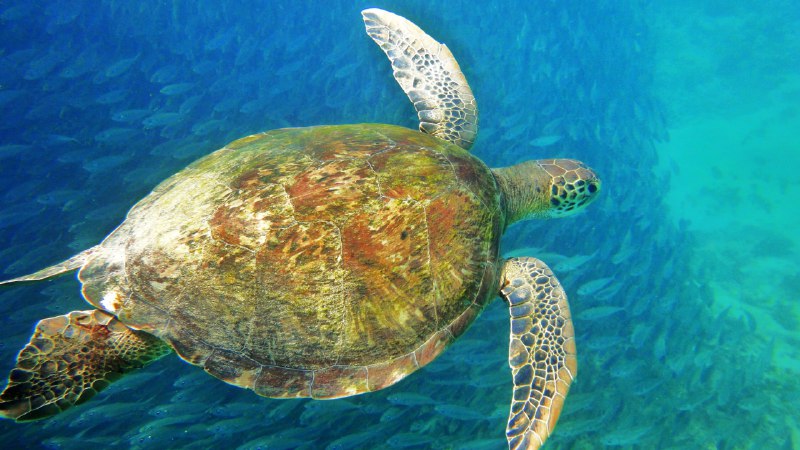 Ancient swimmers, modern strugglesSea turtle, Fernando de Noronha, Brazil (© João Vianna/Getty Images)