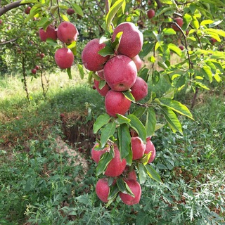 🍎🍏Kosonsoy olmalari🍐🍊🍋