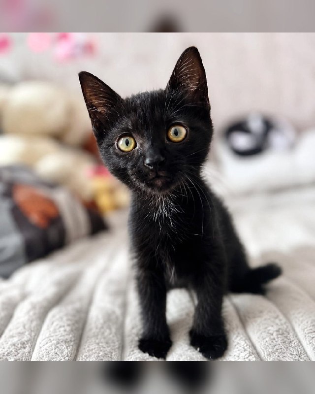 Котята, возраст 2 месяца.
Очаровательные малышки...
