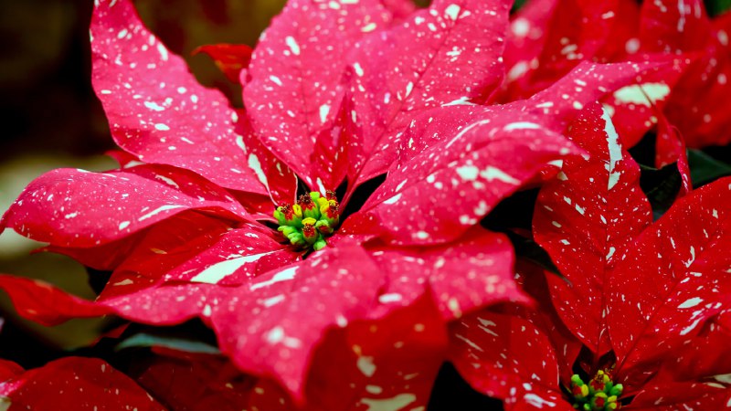 The plant that paints the holidays redSpotted poinsettia (© DigiPub/Getty Images)