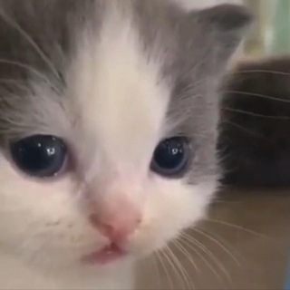не вешай носик котёночек Telegram channel profile photo