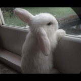 cute люблю кливлеонов