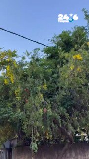 🇮🇱 תיעוד חריג מרחובות: צוות של חברת החשמל הגיע לתקן תקלה ברחובות - ואז נתקל בנחש צפע עצום שזוחל על כבלי ה…