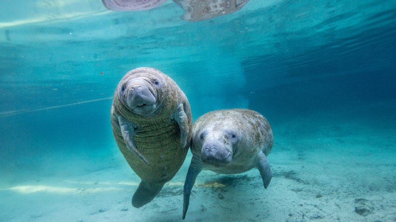 The secret life of manateesJuvenile manatees in a freshwater spring, Crystal River, Florida (© Gregory Sweeney/Getty Images)