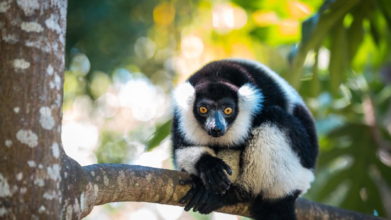 What remains wildBlack-and-white ruffed lemur in Madagascar (© Cyrielle Beaubois/Getty Images)