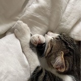 solkatt