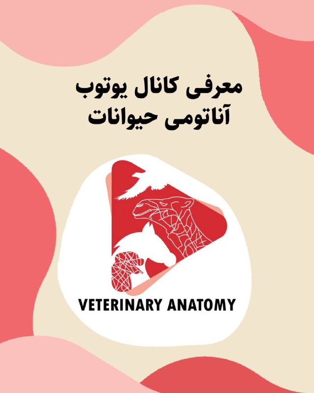 به جای آزمایش روی حیوان: 💡 واقعاً فکر میکنین تو قرن بیستویکم بازم مجبوریم تو مسیر آموزشِ دامپزشکی به حیوونا رنجوآسیب بزنیم و آزارشون بدیم؟⚖️ ا