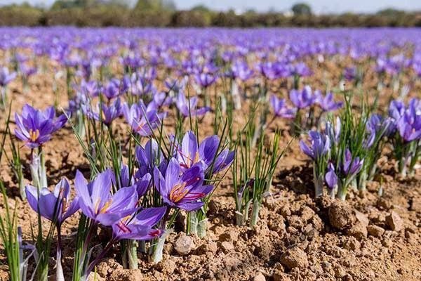 سازمان نظام مهندسی کشاورزی و منابع طبیعی استان کرمانشاه: 🌱 توسعه کشت زعفران؛ گامی در مسیر اصلاح الگوی کشت و مدیریت منابع آب در کرمانشاهبا توجه به تشدید محدودیت منابع آبی و ضرورت
