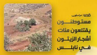 מתנחלים פגעו באדמות העיירה קצרה מדרום לשכם, לאחר שעקרו כ-500 עצי זית באזור דויר יונס.