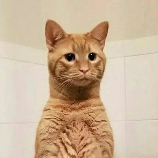 🐈‍⬛️🐈گپ تبلیغات گوربه 🐈‍⬛️🐈